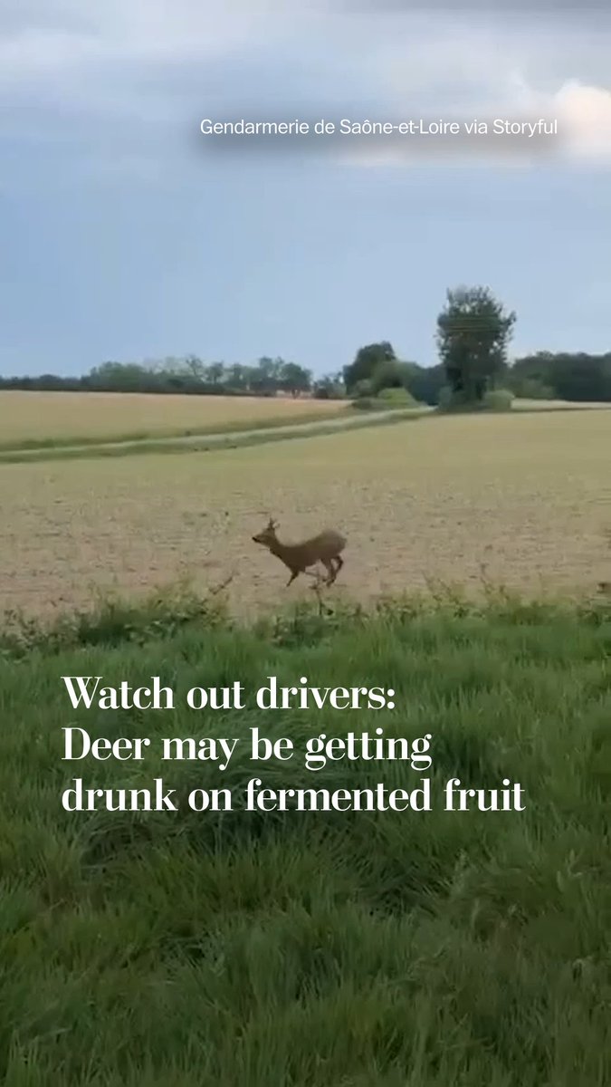 Police in Saône-et-Loire, France, are warning residents about erratic deer that they believe may be drunk on fermented fruit.