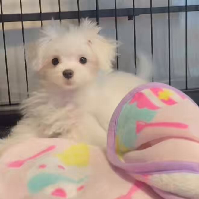 おうちに来た日のぽやぽやてんしちゃん🍼