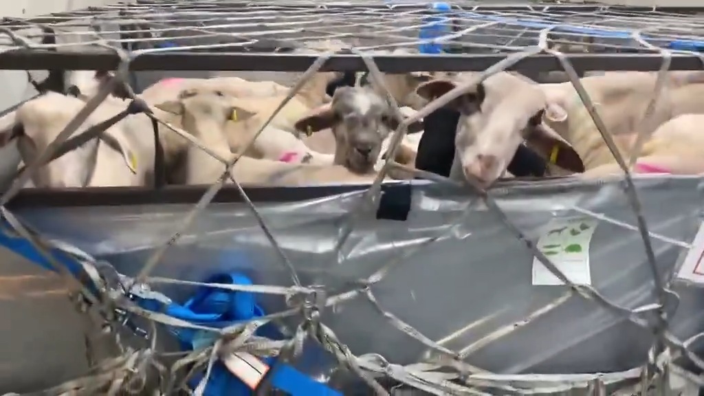 من المجر🇭🇺.. ولأول مرة عبر الطائرة .. قدوم أول طائرة شحن (Cargo) إلى مطار قسنطينة🇩🇿، على الساعة الرابعة صباحًا، محمّلة بكمية معتبرة من الأغنام، تحسّبًا لعيد الأضحى المبارك.