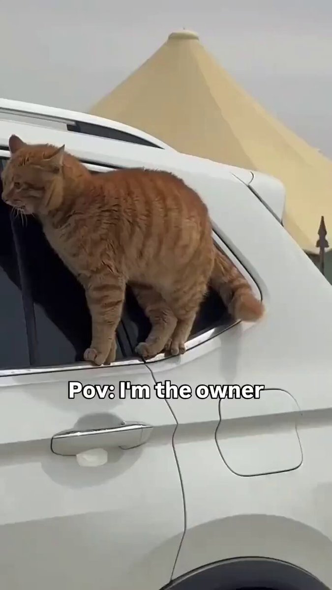 Trafikte tartışan zengin kedi ile gariban kedinin görüntüleri ilgi çekti.
