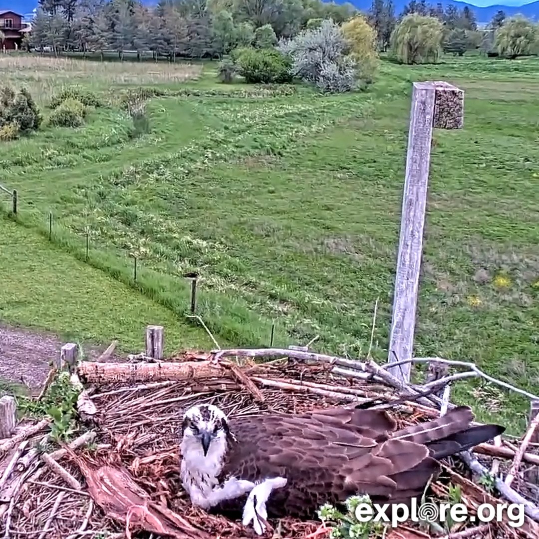 The female on our Charlo osprey cam had a rough-and-tumble moment in the wind, but thankfully made a quick recovery. 💨🪺 Those eggs aren’t going to protect themselves.