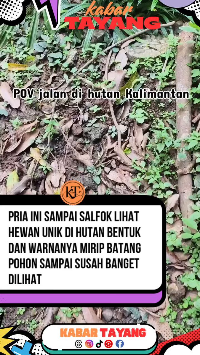 Pria ini salfok sama kamuflase hewan ini... 98% mirip ranting kayu ngalahin bunglon😬 ada yang tau nama hewan ini? #hewankalimantan #kamuflase