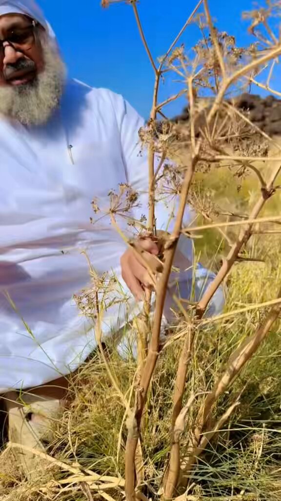 يُطلق على الحلتيت اسم "روث الشيطان" (Devil's Dung) في بعض اللغات والثقافات، وذلك بسبب رائحته النفاذة والسيئة للغاية، وهو عبارة عن مادة صمغية مستخرجة من جذور نبات الكلخ. أستاذ علم العقاقير الطبية د. جابر القحطاني يُحذر من تناول (الحلتيت) داخليًّا بأي شكل من الأشكال لما له من أضرار خطيرة، يلحقها بالجهاز الهضمي ويسبب سرطان المستقيم.