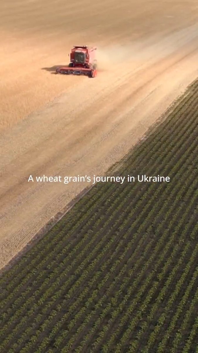 From #Ukraine’s wheat fields to the frontline. WFP is supporting communities near the front line by delivering locally bought and grown foods — helping farmers and producers continue their work, while ensuring assistance reaches those who need it most.