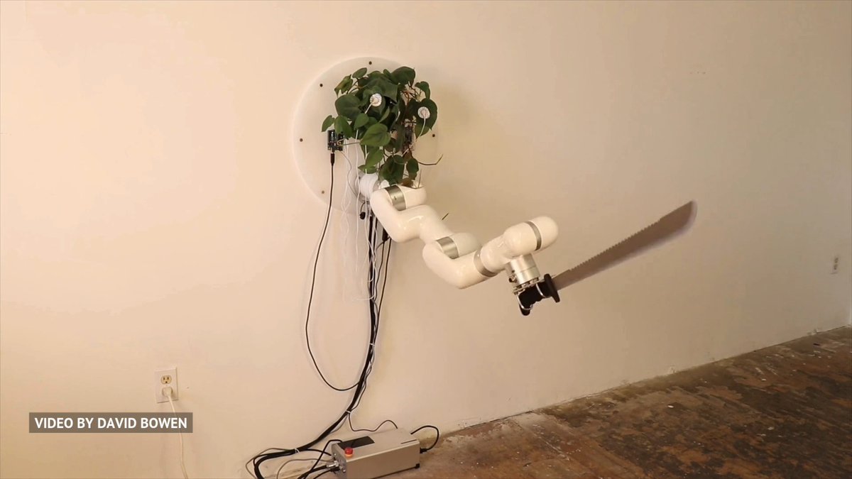 This installation enables a live plant to control a machete. Plant machete has a control system that reads and utilizes the electrical noises found in a live philodendron. The system uses an open-source microcontroller connected to the plant to read varying resistance signals across the plant’s leaves. Using custom software, these signals are mapped in real-time to the movements of the joints of the industrial robot holding a machete. In this way, the movements of the machete are determined based on input from the plant. Essentially, the plant is the brain of the robot, controlling the machete, determining how it swings, jabs, slices, and interacts in space. Video Credit: David Bowen #engineering #technology