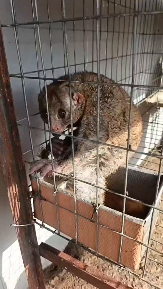 Is this what you guys call bush baby?? Looks like a baby truly😂😂😂..