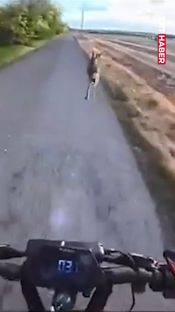 Macaristan'da bir scooter sürücüsü, üzerine tavşan atlayınca yere düştü.