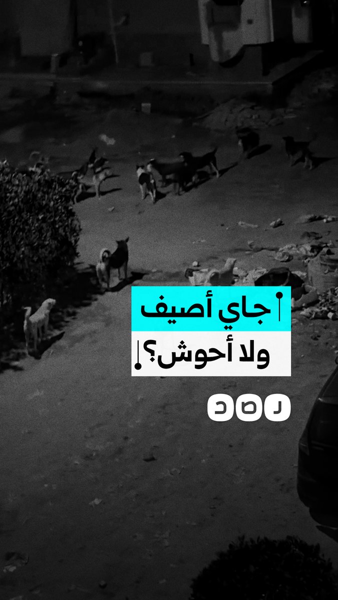 "جاي أصيف ولا أحوش؟".. مواطن يوثق تجمعاً كبيراً للكلاب أمام مقر إقامته برأس البر