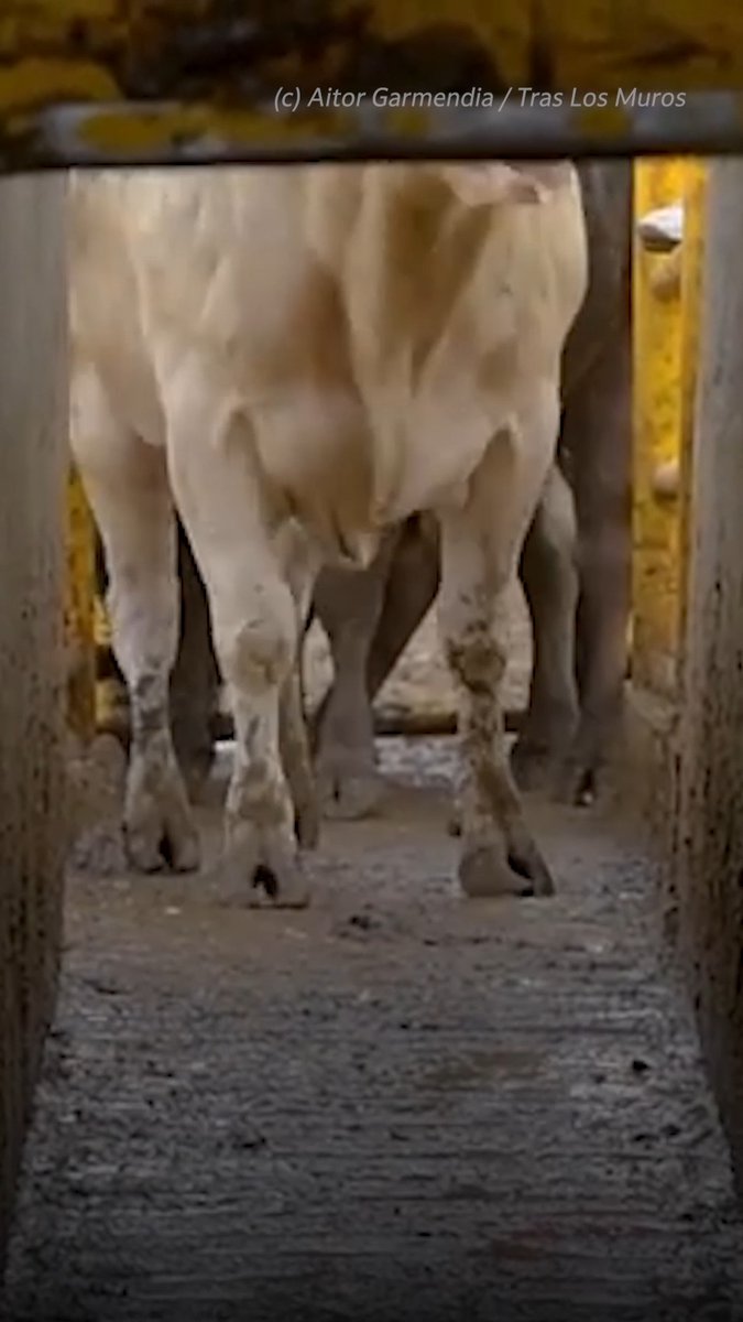 No one walks into a slaughterhouse willingly. Prodded with electric shocks meant to force her forward, she knows what’s waiting down that hallway, she can smell the blood and death.