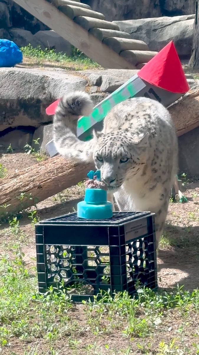 One small step for man, one giant leap for YUKI! 🥳🚀 Yuki’s 11th birthday celebration was truly out of this world, thanks to his amazing animal care team! They transformed his habitat with space-themed decor and treated him to a yummy ice “cake” topped with meat!