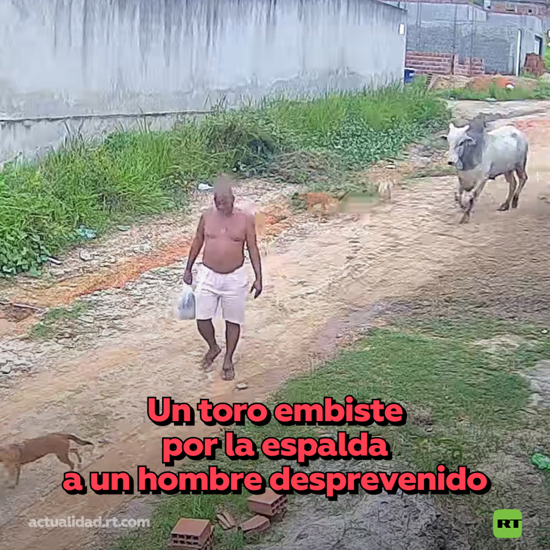 👤🐂Toro embiste a un transeúnte en Brasil En el estado brasileño de Pernambuco, un residente local de 53 años ‘se interpuso’ en el camino de un toro. El hombre fue trasladado al hospital; no sufrió heridas graves.