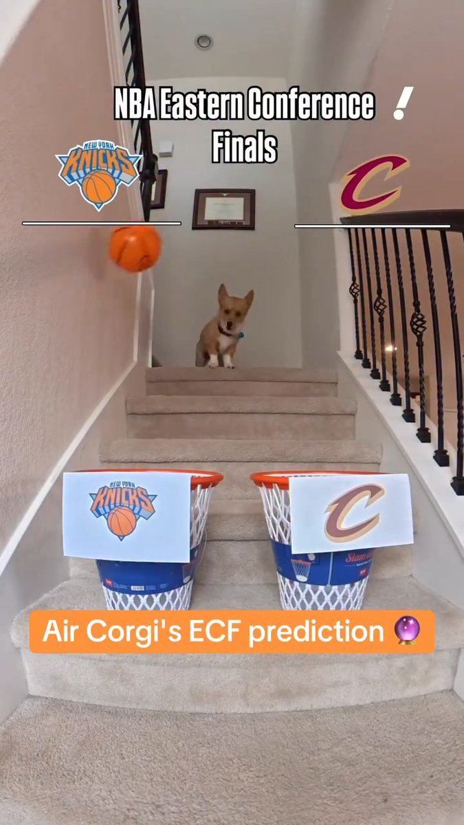 Air Corgi picks the winner of the Cavs-Knicks series 🐶
