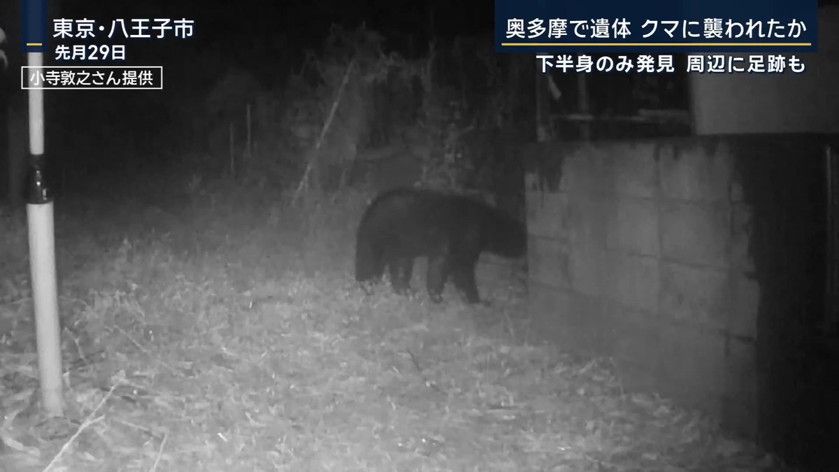 【奥多摩に下半身のみの遺体】クマに襲われた可能性も | ▼遺体周辺に大型動物のものとみられる足跡 14日、休日に登山をしていた警察官が遺体のようなものを発見 →19日朝から周辺を捜索していた 現場は登山道から約100m離れた場所だという 状況からクマに襲われた可能性も ▼多摩地区でクマの出没が相次ぐ 八王子市では17日までに住宅地近くなどで計3頭のクマを目撃 奥多摩町では17日、登山中のロシア人男性(30代)がクマに襲われ顔や腕に重傷