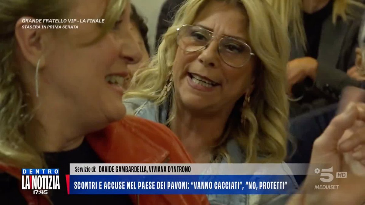 la rissa tra gli abitanti di punta marina per i pavoni sto schiattando