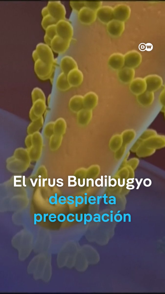 Qué es el Bundibugyo, la cepa del ébola que se ha expandido en África y por qué preocupa tanto a la OMS El Bundibugyo es una de las cuatro cepas conocidas del ébola que afecta a humanos. Al tratarse de una especie poco común del virus, los expertos cuentan con poca experiencia en su manejo. Sin embargo, se sabe que se contagia de la misma manera que las otras variantes, es decir, por contacto con fluidos corporales. Y aunque su letalidad es menor que la conocida variante Zaire, crece la preocupación de que el virus se extienda más allá de las fronteras del continente africano.