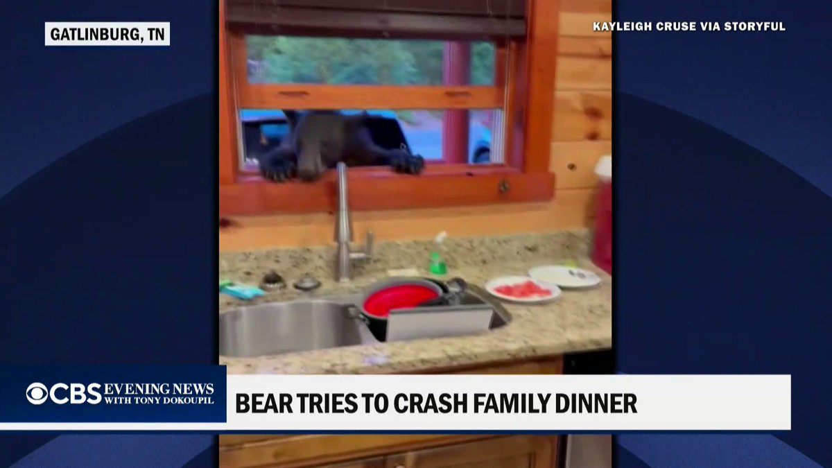A family vacationing in the Great Smoky Mountains got an unexpected dinner guest when a bear reached through their kitchen window and tried to swipe taco ingredients from the counter.
