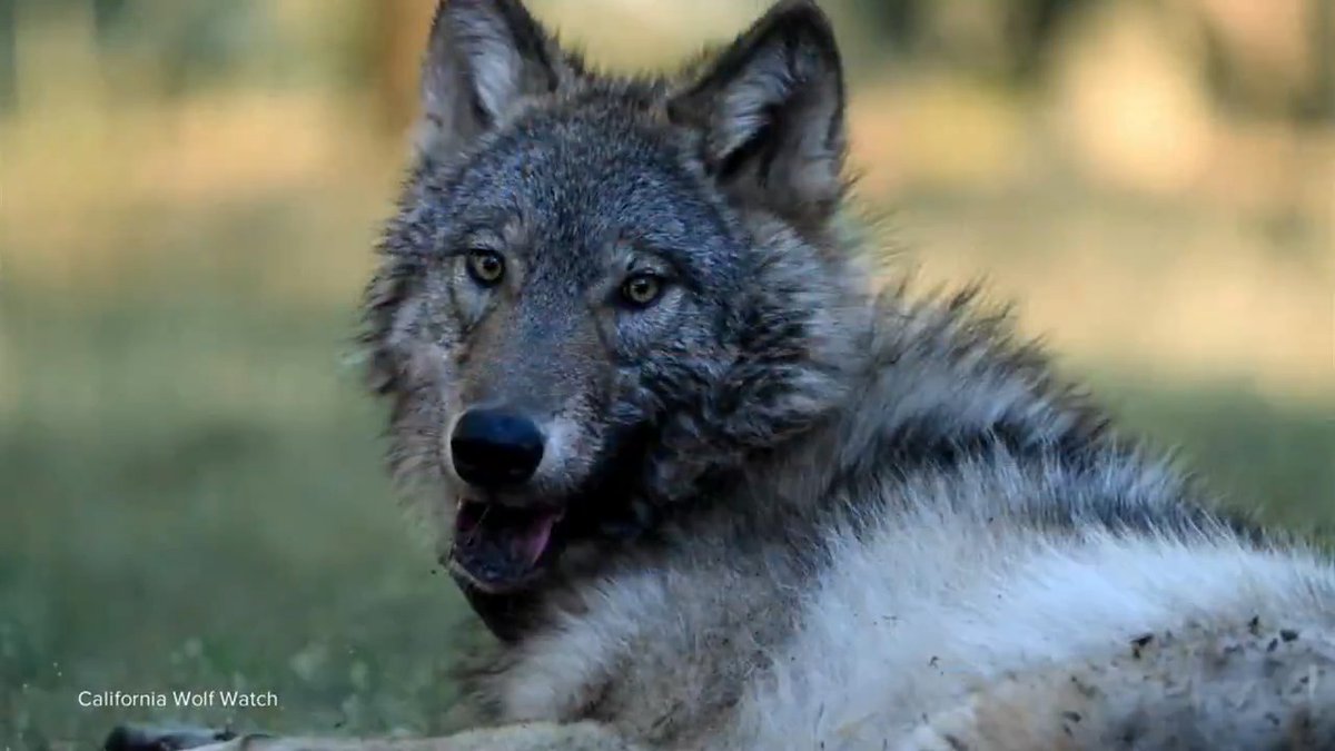 Wildlife groups are celebrating the first publicly known gray wolf sighting at Sequoia National Park in over a century. The female wolf has traveled hundreds of miles across California in the past few months, the California Wolf Watch said. David Muir reports.