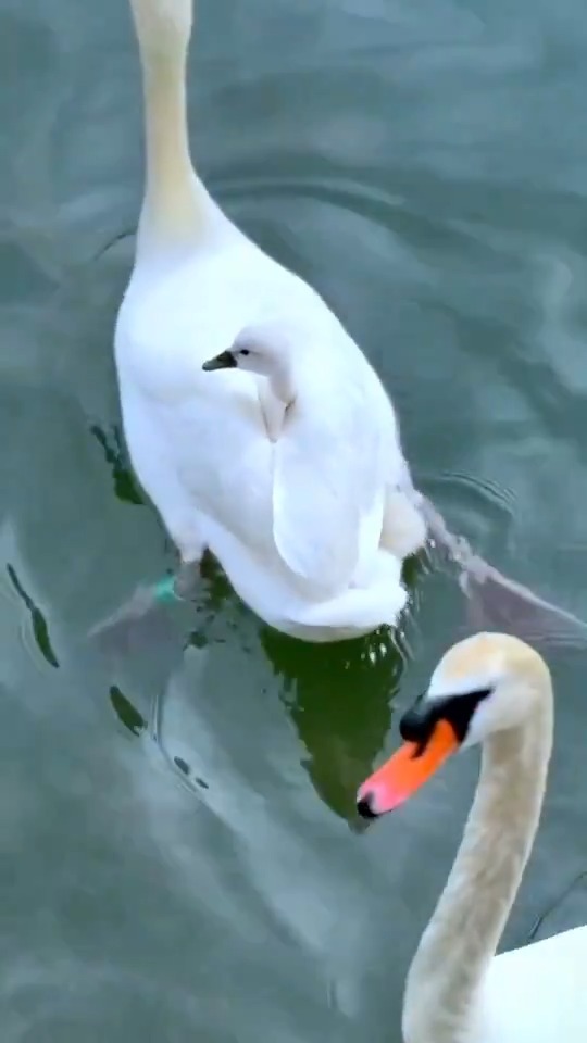 珍客のご来園です🦢✨ 陸側船着場にて、 コブハクチョウ？さんが遊びに来てくれました🤍 いつもは大人だけでのご来園ですが、 今回はなんと子どもを背中に乗せて一緒にご来園🐥✨ 一生懸命親を追いかける姿もとっても可愛らしく、 船着場でお待ちのお客様もスタッフもみんな癒されていました☺️