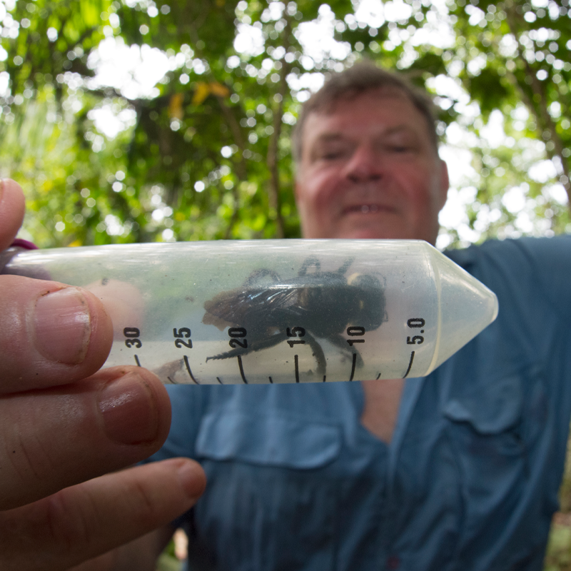 Happy #WorldBeeDay 🐝 In 2019, with many fearing that the Wallace's giant bee could be extinct, a team of US and Australian scientists funded by Global Wildlife Conservation, sighted a single female specimen in her nest during an expedition in the North Moluccas islands.