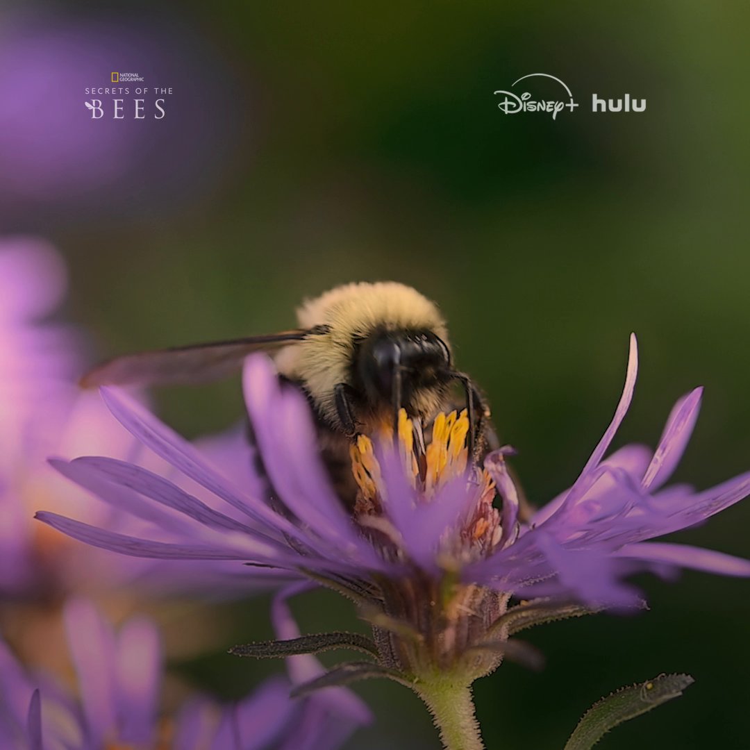 Bees do so much for us, and we can do something to help them out in return. This World Bee Day, learn more about how we can bee good to the bees by watching #SecretsOfTheBees, now streaming on Disney+ and Hulu.