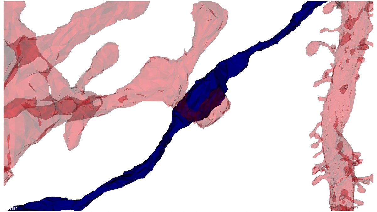Neurons don't connect randomly. In this video by our #ElectronMicroscopy team, a blue neuron's axon forms a connection to a far neuron. Along the way, it links to some neighbors while skipping thousands. Connectomics seeks to understand what makes those connections special.