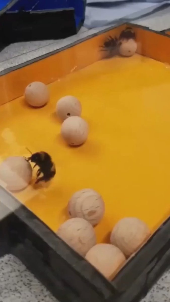 Lab-kept bumble bees roll small wooden balls around for no apparent purpose other than fun, a 2022 study revealed. Learn more on #WorldBeeDay: