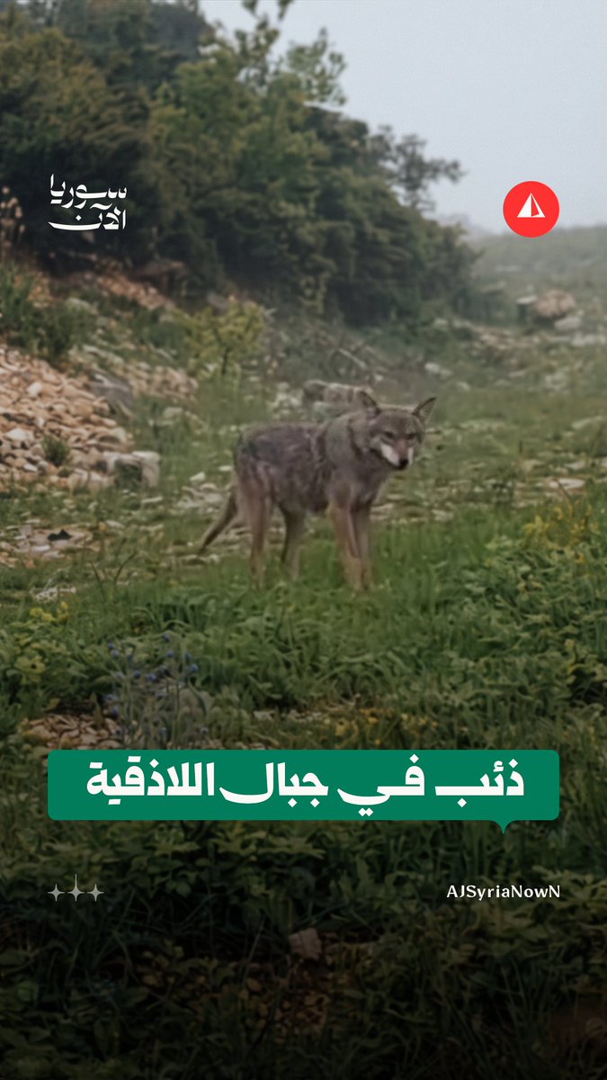 ظهور الذئب السوري قرب قرية مرج شيلي في أحد جبال ريف اللاذقية #متداول