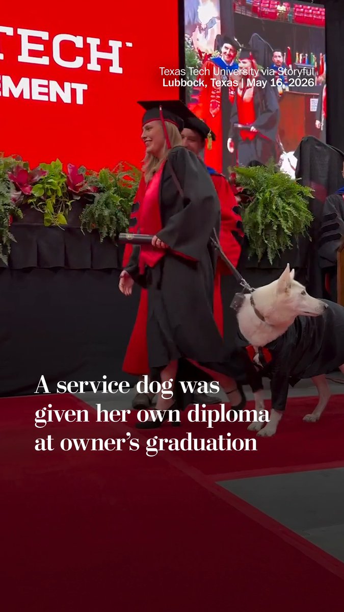 Texas Tech University granted a service dog named Sadie her very own “diploma” as she crossed the commencement stage with her owner, Makaela Muse. “A special treat for a sweet doggo,” the university shared on social media.