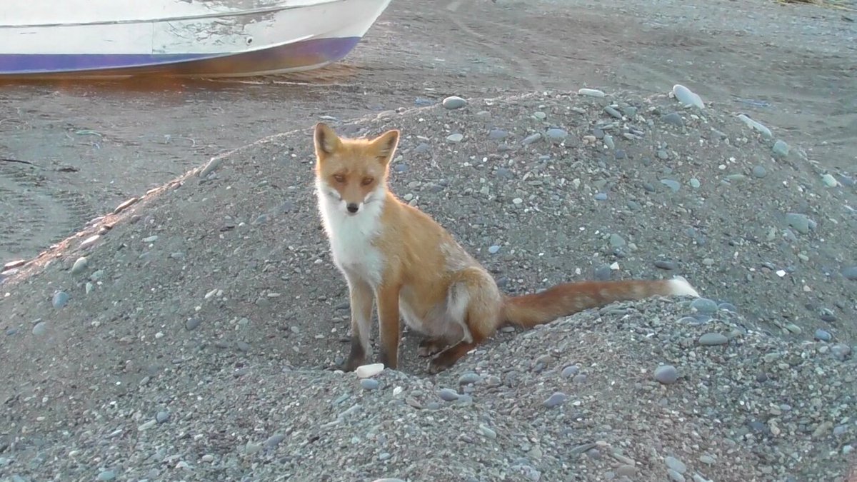夕陽に映える毛並みを愛でるべし🦊