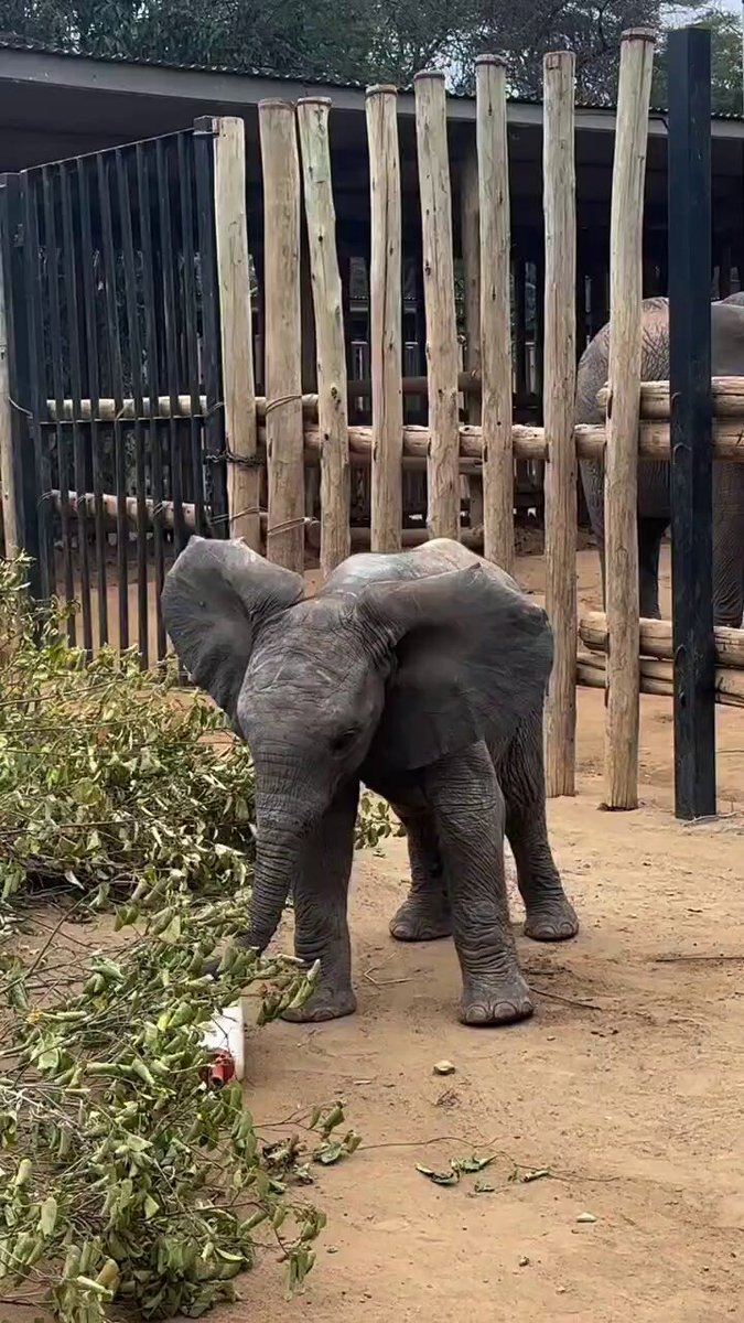 One more dance down memory lane in honour of Mwana's third birthday! This was a favourite baby moment, taken when she was just three months old, when she schooled Keeper Sora* in a friendly football match.