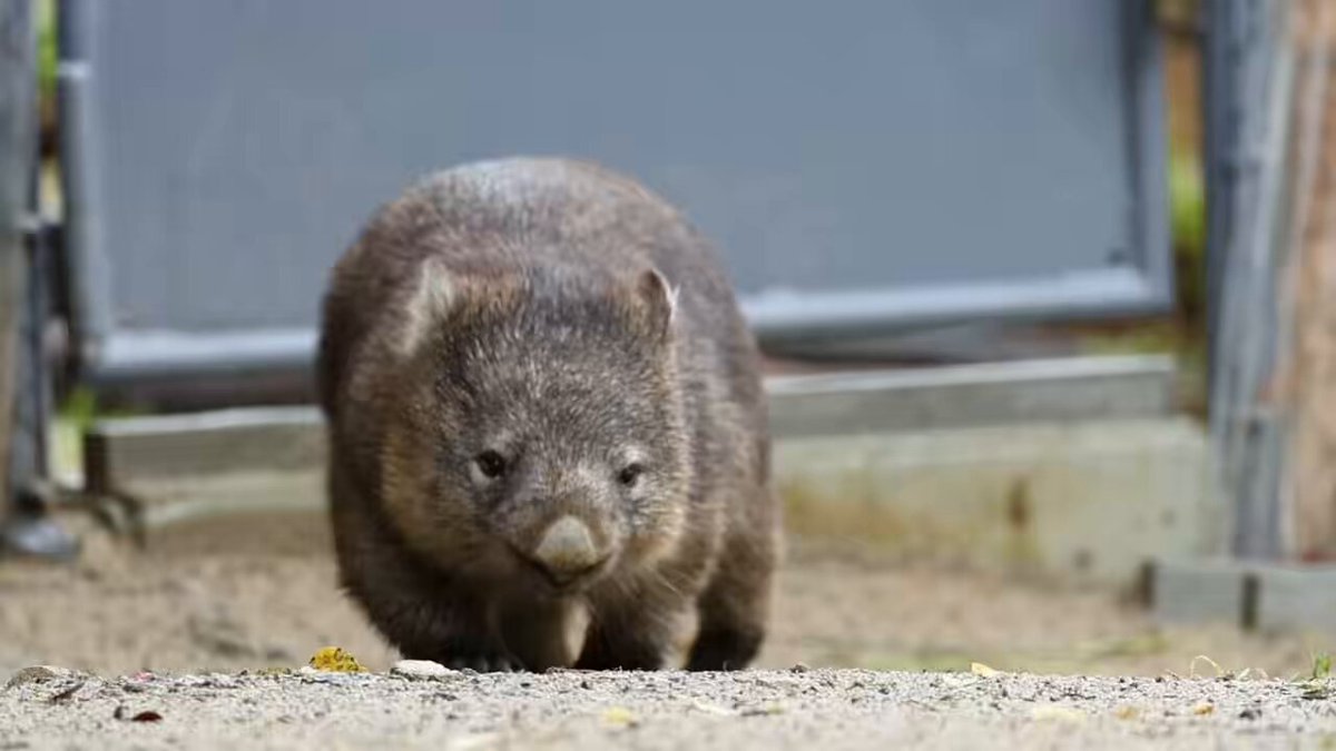 ウォンバット 「リク」くん リクくん、はじめまして🐨 「ウォンバットだけじゃない動物園」最終日に参加させていただきました。可愛いリクくんにも会うことができました😊 （2026.5.21.撮影） #ウォンバット #五月山動物園 #ウォンバットだけじゃない動物園