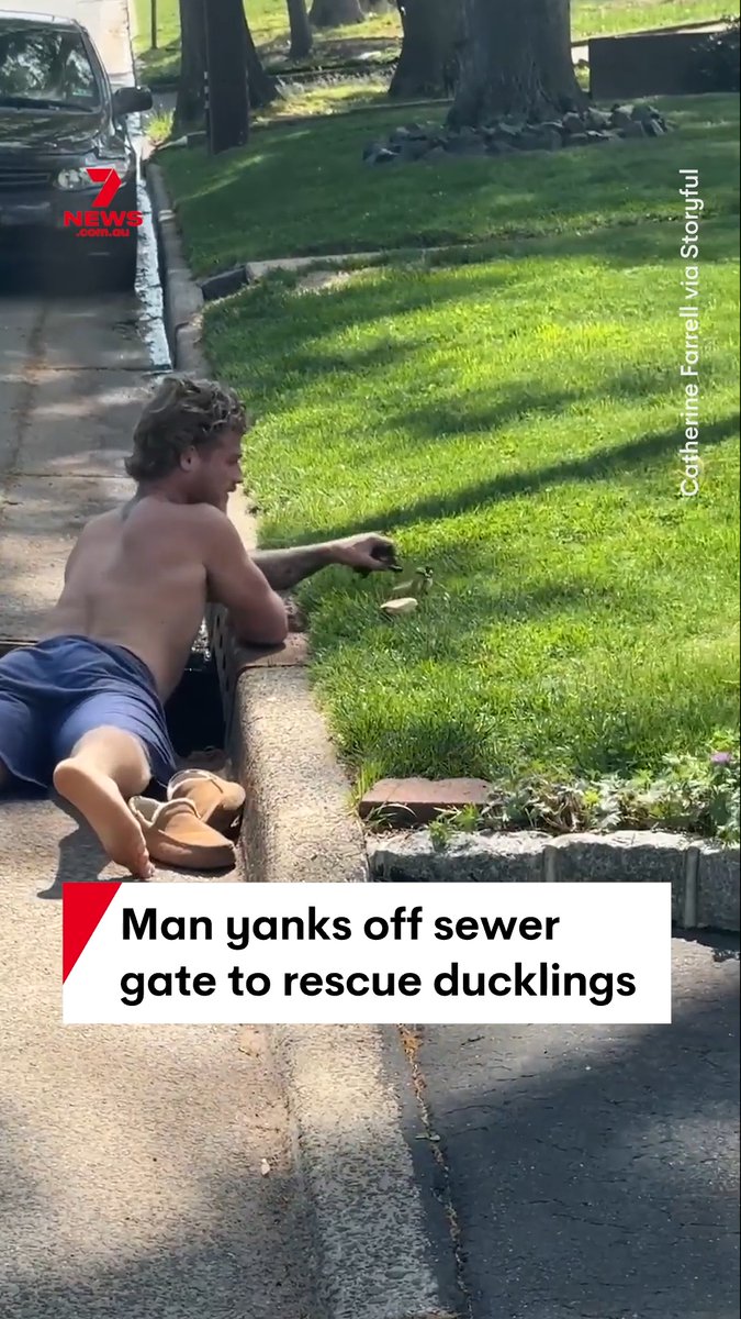 A man jumped right into action after his family discovered a brood of ducklings stuck below a sewer grate in their New Jersey neighborhood on May 5. Footage taken by Catherine Farrell said her family saw the mother duck standing near the sewer grate and heard the ducklings crying from below. #duck #duckling #rescue #animal #NewJersey