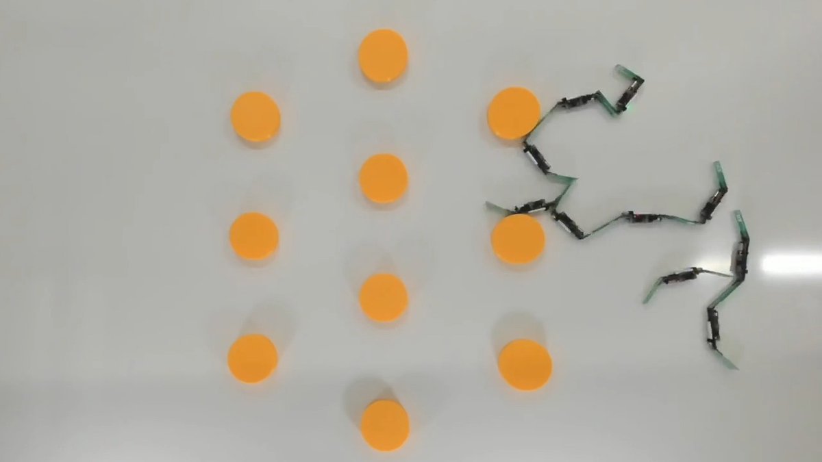 Cornell engineers have developed a robotic collective that behaves less like a machine and more like a material that flows, reshapes, and adapts to its environment without centralized control. The system, called the Cross-Link Collective, consists of dozens of small robots that have limited mobility individually, but together exhibit coordinated and sustained motion. The research, published May 20 in Science Robotics, demonstrates a robotic system that resembles soft matter, continuously deforming and reorganizing as it moves, driven by what researchers call mechanical intelligence. Cornell Duffield College of Engineering Cornell Research & Innovation Read more: