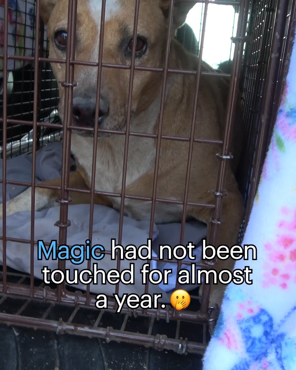 When Magic's owner died, there was no plan for her... she was kept on the property for 11 months as a "guard dog" with no human contact. We only got a call once the property was up for sale and they needed to "get rid of the dog". Please don't think your family would do the right thing for your pets. This is a serious issue that has to be handled with properly, and if your family won't help, we will. Please respond the word PLAN and I'll personally call you. Eldad