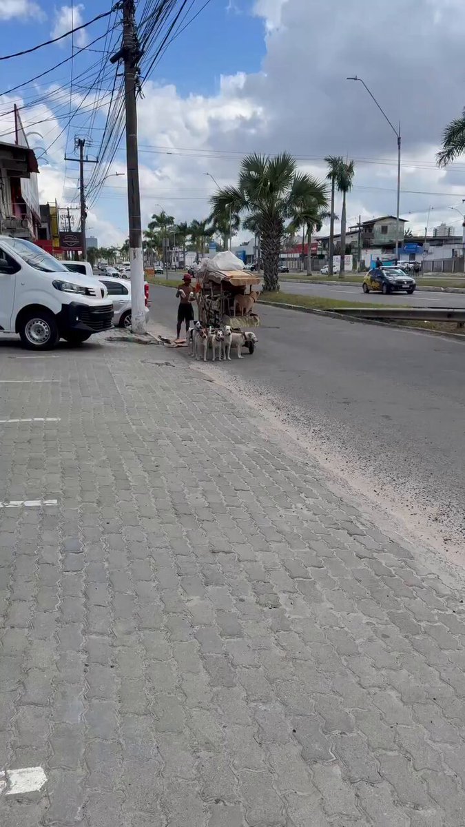 🐶 Um é bom, dois é melhor... 35 é perfeito? Homem cuida de 11 gatos e 24 cachorros 🤳🏻 Jaime2811 | @myhoodbr