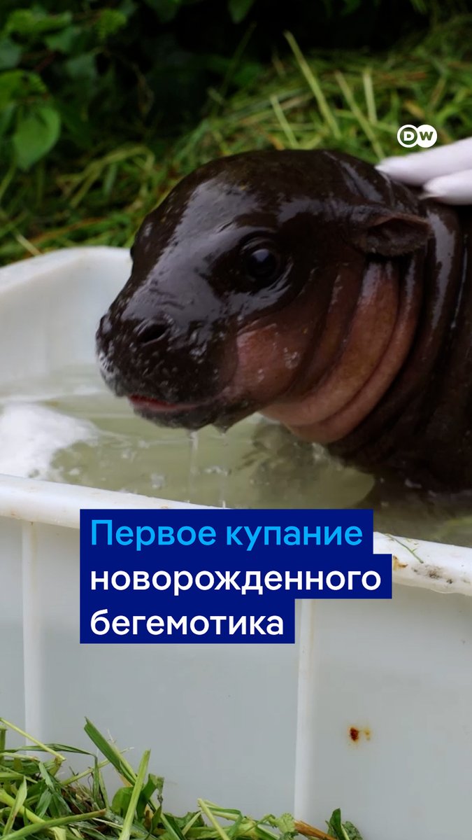 Самое милое видео на сегодня: первое купание новорожденного детеныша карликового бегемота. Малыш родился в Берлинском зоопарке меньше двух недель назад