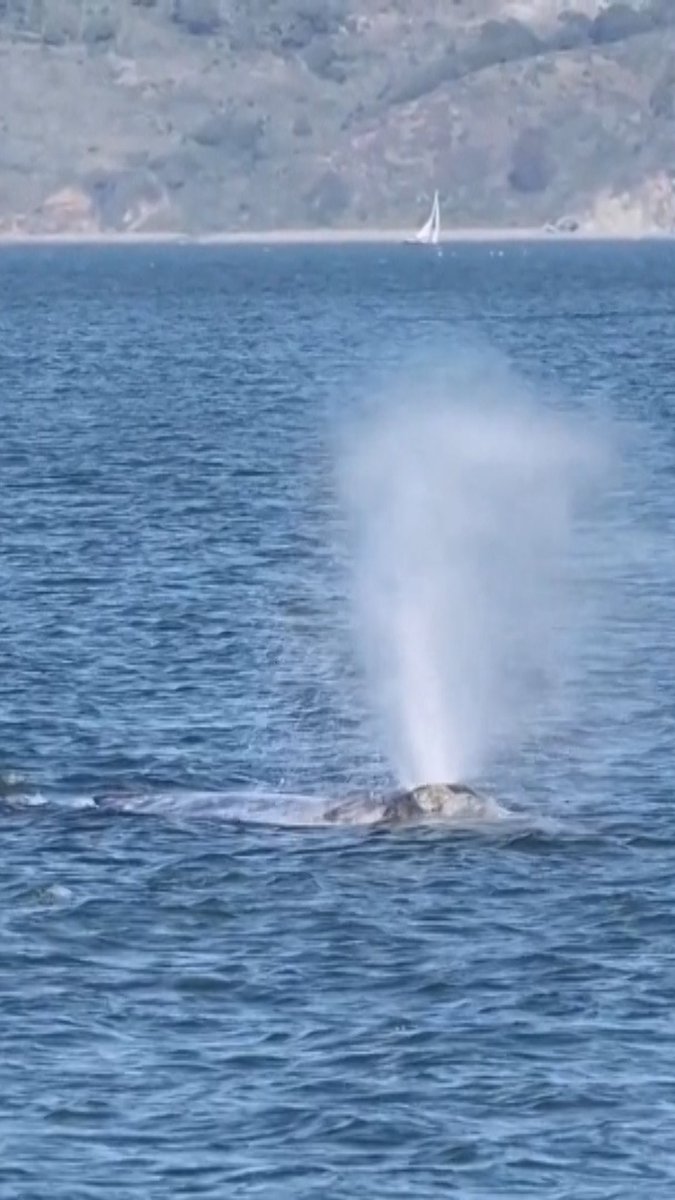Gray whales have long migrated along the California coast on their roughly 12,000-mile (19,300-kilometer) journey between breeding lagoons in Mexico and feeding grounds in the Arctic. But instead of simply passing offshore, increasing numbers are now diverting into San Francisco Bay and lingering for days or even weeks inside the crowded estuary — a shift scientists increasingly link to climate change. Last year, 21 dead gray whales were found in the wider Bay Area — the highest number in 25 years, according to The Marine Mammal Center — with at least 40% killed by ship strikes.