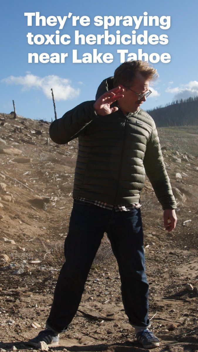 Locals didn’t think Roundup was being sprayed near Lake Tahoe. So @natethecurious went to find out. Nate dug up maps from the Forest Service's website, and headed to a spot where one of them indicated spraying might already be happening. Public uproar has echoed across the Tahoe area since April, when our yearlong Mother Jones investigation revealed that, in California, the fastest-growing use of glyphosate—the main ingredient in Roundup—is to spray forested areas, including this massive new project around Lake Tahoe. As the public outcry grew over the past few weeks, news begin circulating on social media that the Forest Service was backing off. “They cancelled the plan!" one person wrote. "People showed up to meetings, called our representatives and it’s finally cancelled. OUR VOICES MATTERED ON THIS ONE.” But that wasn't true. At Sierra-at-Tahoe, Nate stood on a mountainside that clearly had been doused in glyphosate. The plants around him were nearly all dead—killed with the controversial herbicide, which the World Health Organization's International Agency for Research on Cancer has deemed a probable human carcinogen—and that a 2020 report from the US Environmental Protection Agency said likely harms 93 percent of endangered species. You can read Nate's full report at