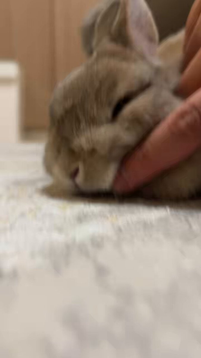ほっぺむにむに🐰✨ 目も口も鼻もかわいい🥰