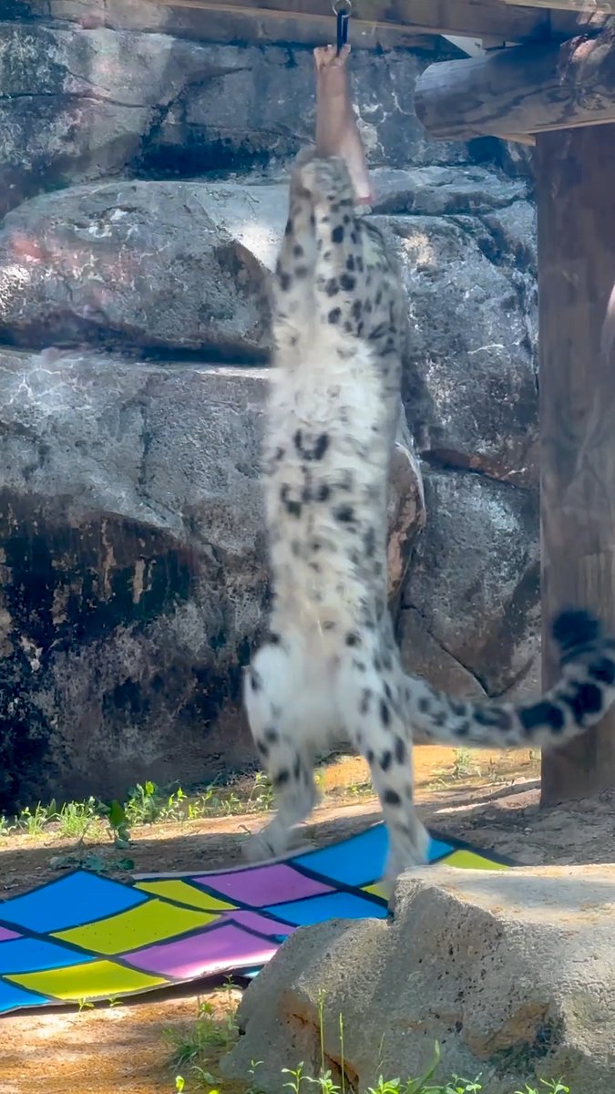 They say disco never dies...HAPPY 6th BIRTHDAY MARCY! 🕺🪩 Our birthday girl Marcy celebrated in groovy style with a disco-themed party complete with decorations, enrichment, and a hanging disco ball packed with a tasty treat that she wasted no time tearing into!