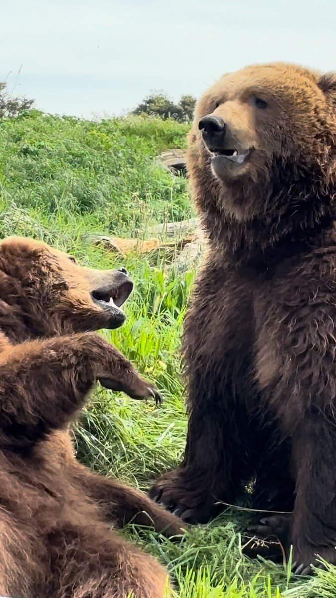 Brother bonding, bear-style 🐻🐻 Did you know? Brown bears communicate by “gaping” or opening their jaw right in another bear’s face. It might look intense to us, but they use these behaviors to communicate their intentions and strengthen their bond. 💞 📸: Keeper Elizabeth