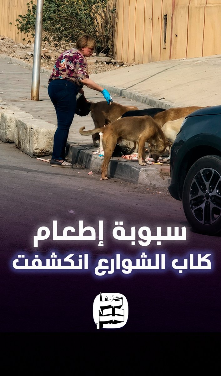 وراها فلوس وتبرعات.. فيديو يكشف المستور وراء إطعام كلاب الشوارع