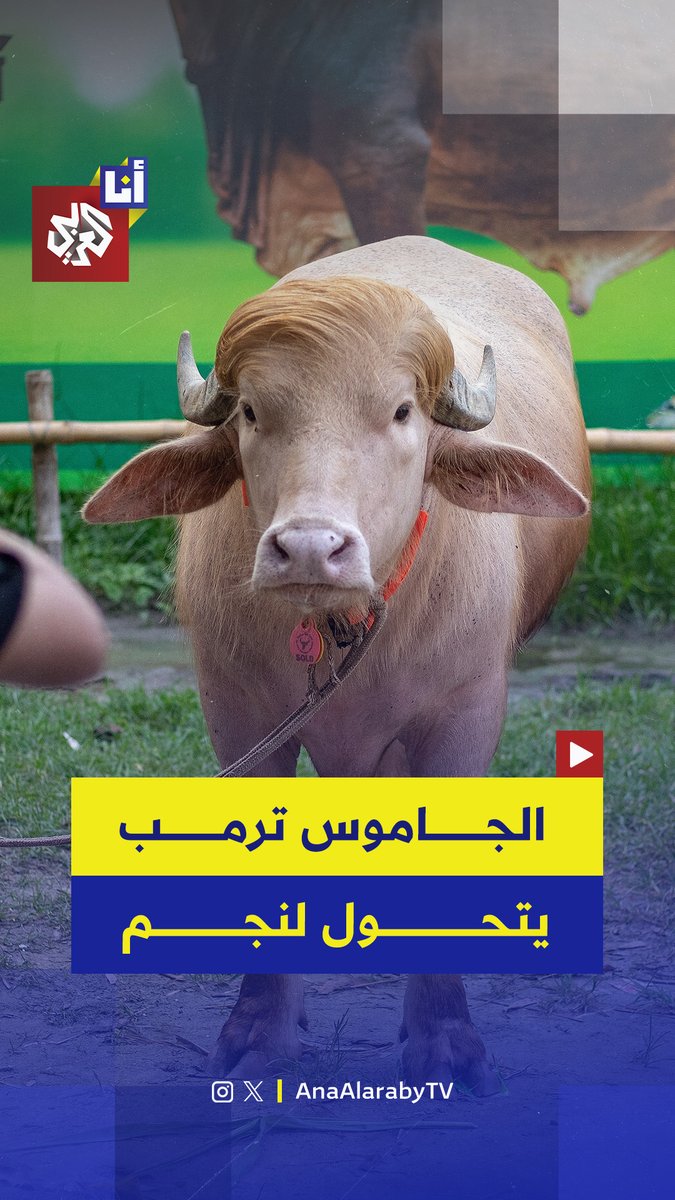 "هذا الجاموس يُشبه ترمب".. جاموس أمهق في بنغلاديش سُمّي "دونالد ترمب"