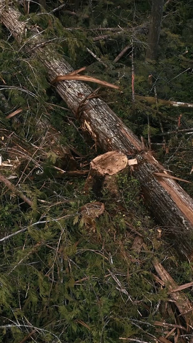 🌲 Deep in the woods, it’s all about precision and timing 🪵 New #TheLastWoodsmen Tonight at 9P.