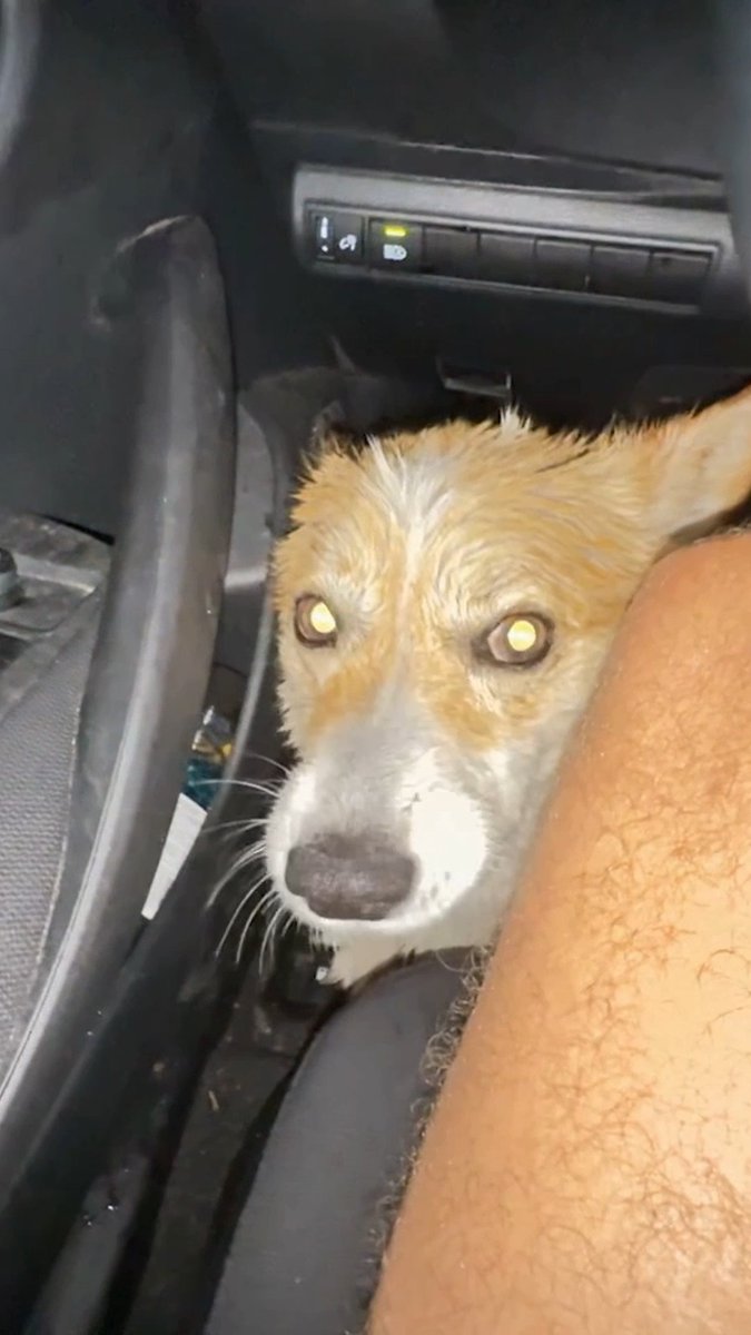 In the path of a storm… a rescue you don’t expect 🐾🌪️ In the Eye of the Storm: Chasers all-new Sunday at 10P. #EyeoftheStormChasers