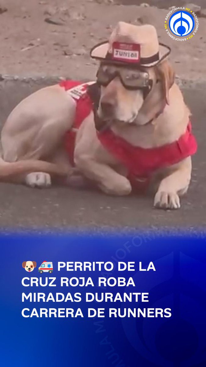 🥹🏃 El más profesional del evento: Un perrito de la Cruz Roja Mexicana conquistó las redes al aparecer equipado y atento durante una carrera de runners.