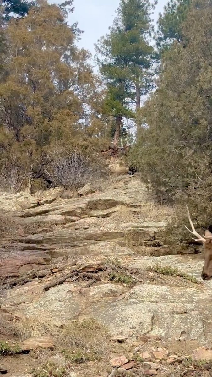 Something definitely looks off with this bull, but it’s tough to say exactly what’s going on from trail cam footage alone. 🎥: Miles Starr Radin