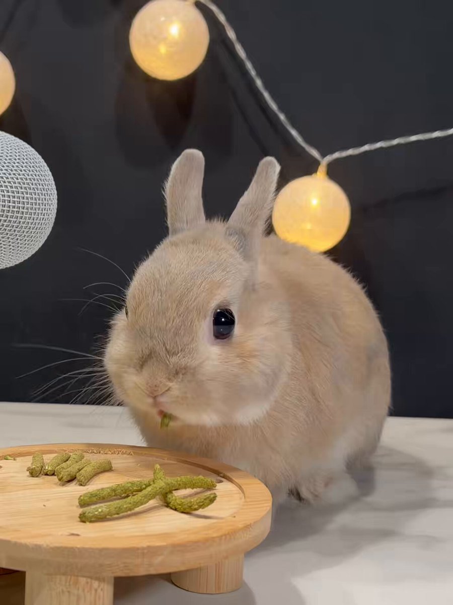 うさぎのもぐもぐを15秒見ると タイムラインが浄化されるらしい