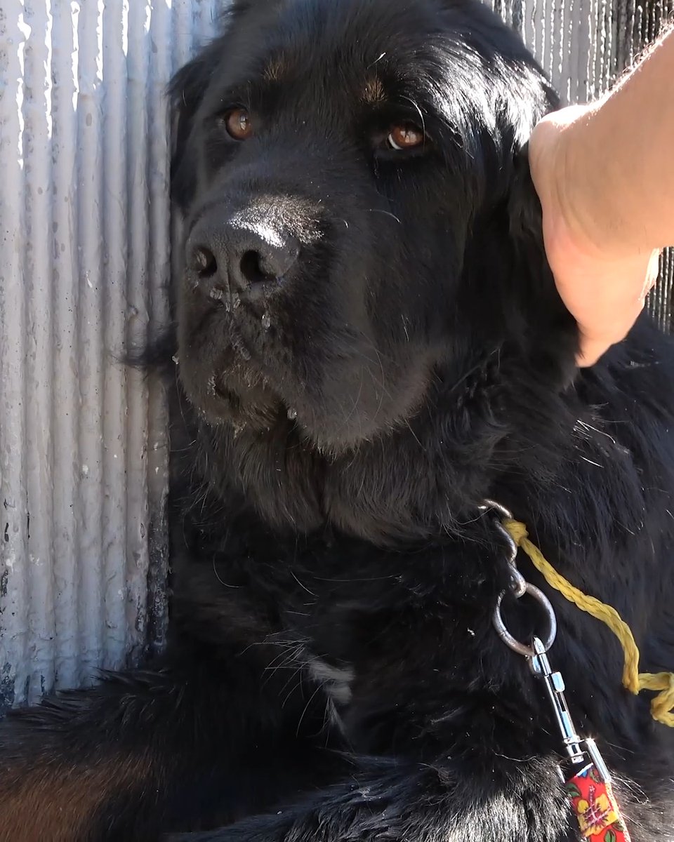 Many times we come across dogs that belonged to a homeless person, and that person disappears (many times medical reasons, sometimes arrests, sometimes some other unknown reason). Luckily, more and more people know to call Hope For Paws for help, and with help from LA Animal Rescue we brought Brenda's story to a very happy ending. If you can, we would love for you too to join our team with a small donation: Thank you so much! Eldad
