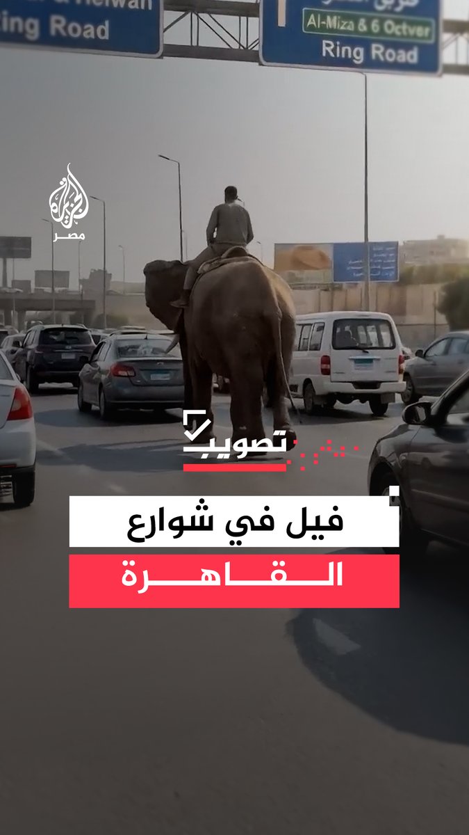 ما حقيقة المشاهد المتداولة على مواقع التواصل لفيل يتسبب في زحام بشوارع القاهرة؟ #تصويب
